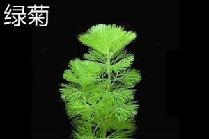 The difference between green chrysanthemum and goldfish algae