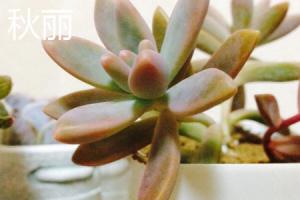 how to mix soapy water for plants