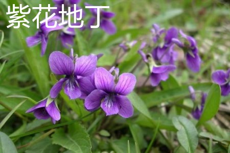 Viola leaf