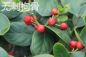 The difference between Chinese wolfberry without thorn and Pyracantha fortunei