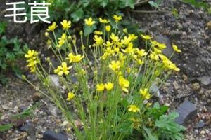 The difference between Ranunculus and Myrica rubra