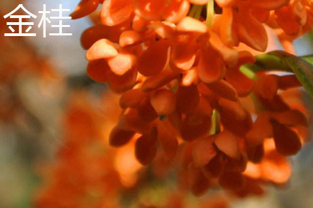 cassiabark tree