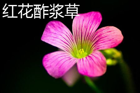 Sorrel flowers