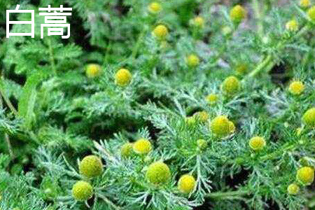 Artemisia annua flower