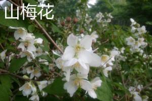 The difference between mountain plum blossom and Taiping flower