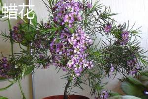 how to plant a cut tree