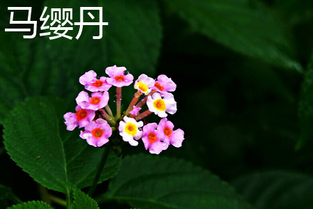 Lantana camara