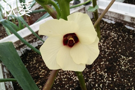 Okra flower