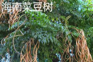 Differences between Hainan bean tree and bean tree