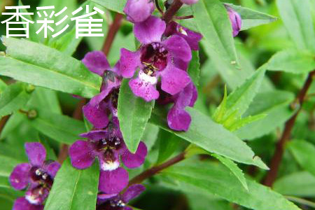 Fragrant color finch leaf