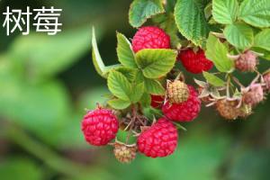 The difference between raspberry and raspberry
