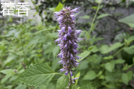 Patchouli flower