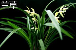 The difference between orchid and Chlorophytum