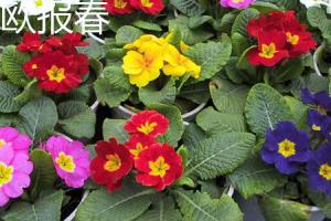 The difference between Primula and Primula