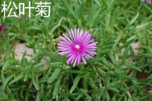 The difference between pine leaf chrysanthemum and sunflower