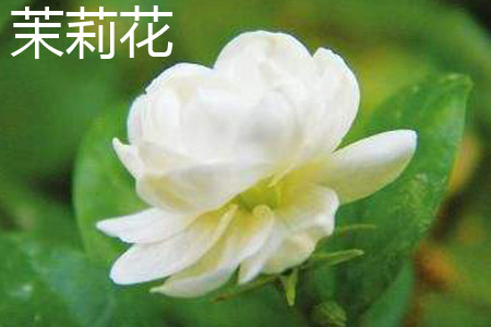 Jasmine Flower