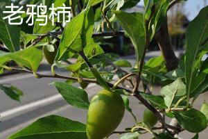 The difference between Laoya persimmon and golden marbles