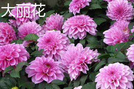 Dahlia leaves jpg