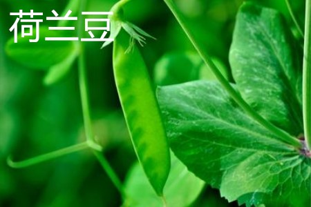 snow pea
