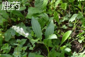 The difference between deer medicine and jade bamboo
