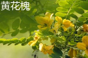 Differences between Sophora japonica and Sophora japonica