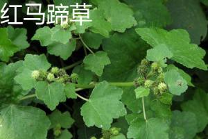 how long will tomato plant grow in greenhouse