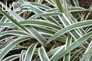 The difference between Kaempferia tenuifolia and Ophiopogon japonicus