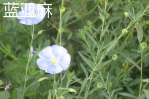 The difference between blue flax and linseed flower