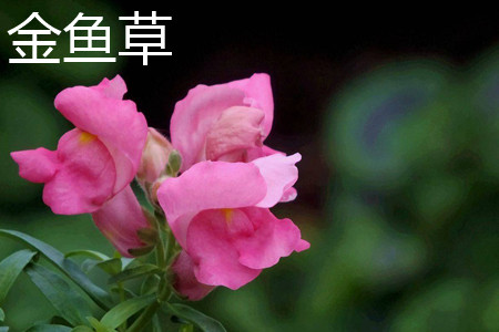 Snapdragon