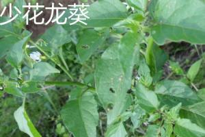 The difference between Solanum nigrum and Solanum nigrum