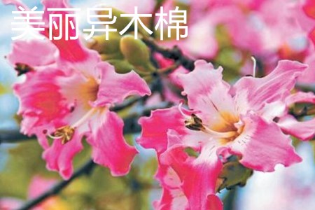 Chorisia speciosa 