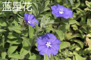The difference between blue star flower and blue snowflake