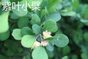 Differences between Berberis amurensis and Loropetalum chinense