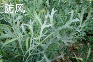 What's the difference between windbreak and Schizonepeta tenuifolia
