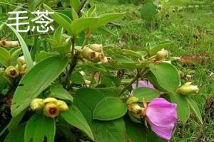 The difference between Trichosanthes and Wild Peony