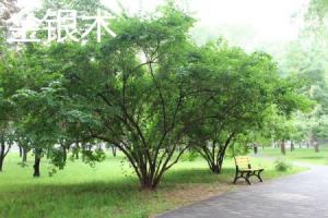can i plant lemon seeds and make trees