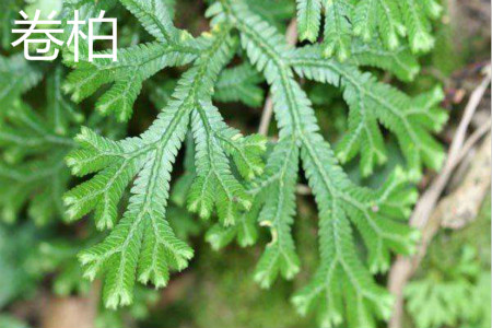 Selaginella