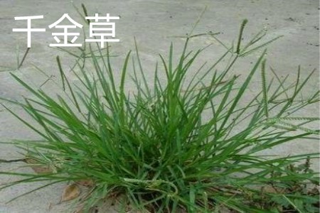 Qianjin grass