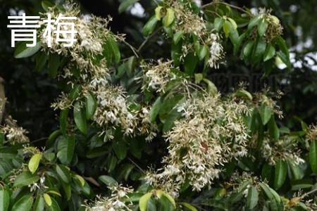 Green plum, flower jpg