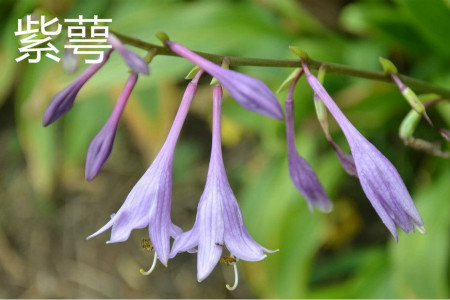 Purple calyx flower