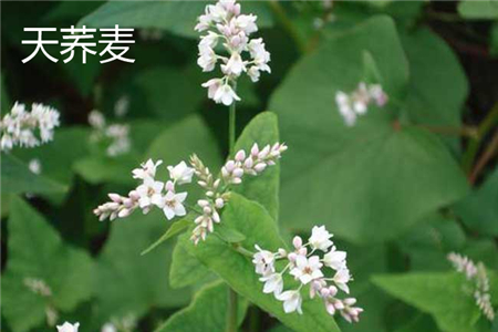 Buckwheat flower