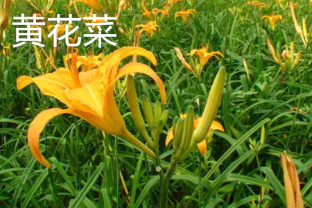 day lily