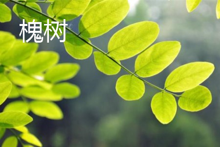 pagoda tree