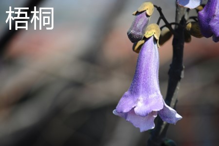 Chinese parasol tree flowers