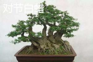 On the difference between ash and Ligustrum lucidum