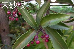 how plant and grow cape chestnut trees