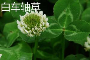 Difference between white clover and Oxalis