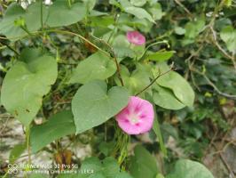 how many pansy plants per pot