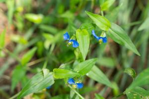 Can the breeding method of purple Commelina communis be put in the bedroom