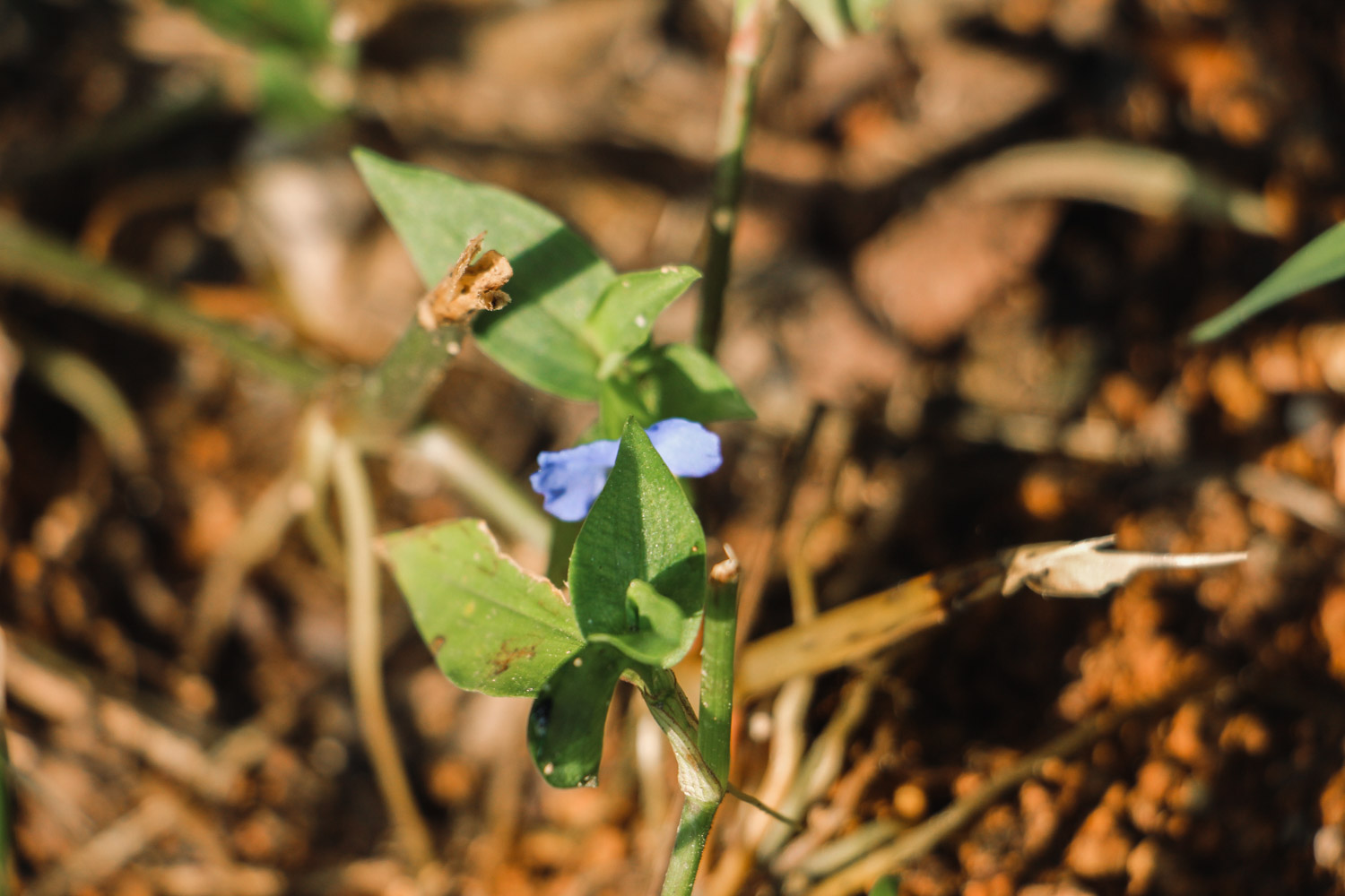 Asiatic dayflower